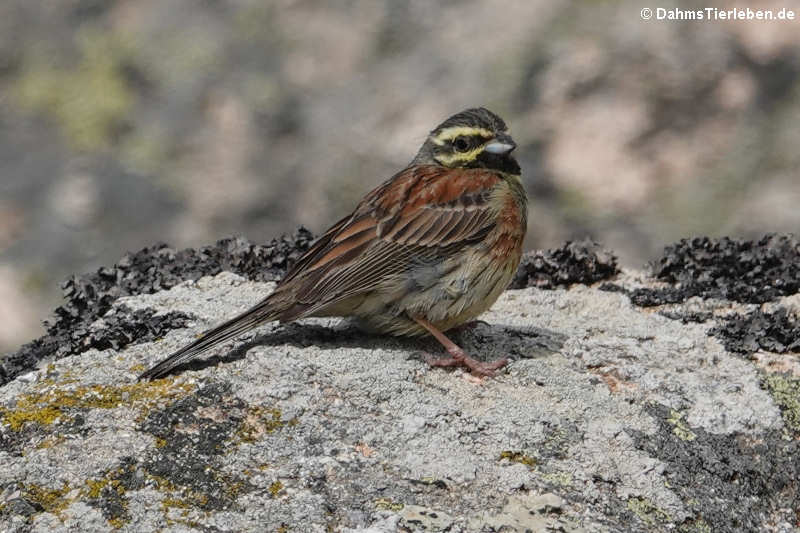 Zaunammer (Emberiza cirlus nigrostriata)