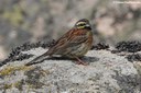 Emberiza cirlus nigrostriata