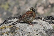 Zaunammer (Emberiza cirlus nigrostriata) auf dem Monte Limbara, Sardinien