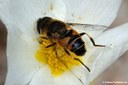 Eristalis tenax