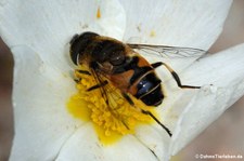 Mistbiene (Eristalis tenax) auf dem Monte Limbara, Sardinien