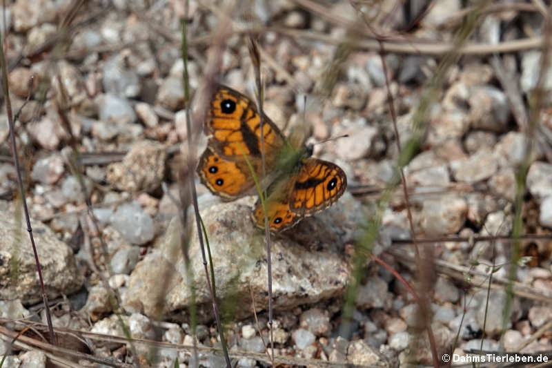 Korsischer Mauerfuchs (Lasiommata paramegaera)