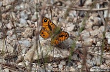 Korsischer Mauerfuchs (Lasiommata paramegaera) auf dem Monte Limbara, Sardinien