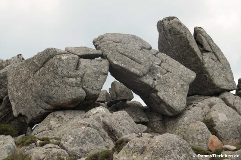 Felsformationen auf dem Monte Limbara