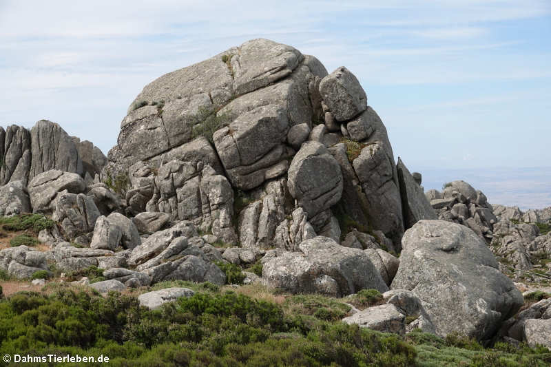 Felsformationen auf dem Monte Limbara