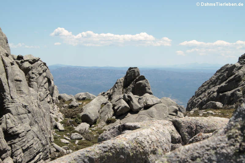 Felsformationen auf dem Monte Limbara