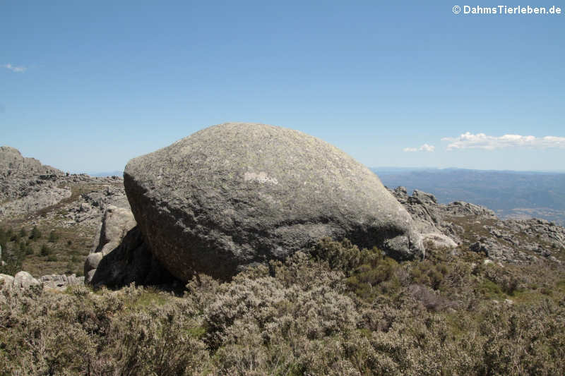 Felsformationen auf dem Monte Limbara