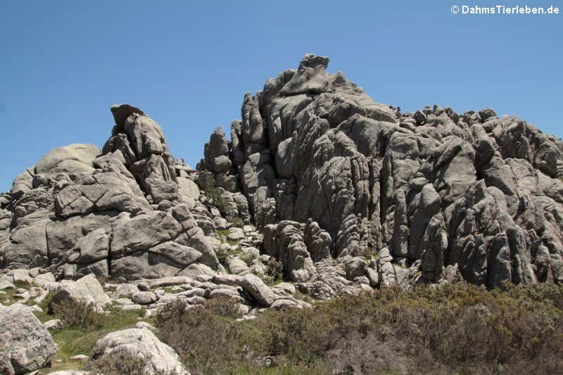 Felsformationen auf dem Monte Limbara