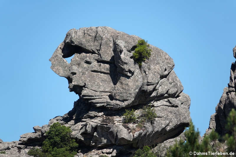 Felsformationen auf dem Monte Limbara