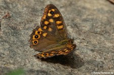 Waldbrettspiel (Pararge aegeria aegeria) auf dem Monte Limbara, Sardinien