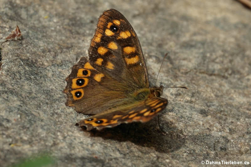 Waldbrettspiel (Pararge aegeria aegeria)