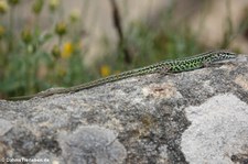 Tyrrhenische Mauereidechse (Podarcis tiliguerta tiliguerta) auf dem Monte Limbara, Sardinien