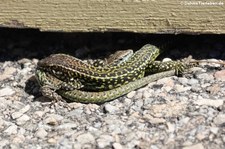 Tyrrhenische Mauereidechsen (Podarcis tiliguerta tiliguerta) auf dem Monte Limbara, Sardinien