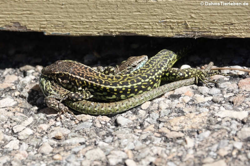 Tyrrhenische Mauereidechsen (Podarcis tiliguerta tiliguerta)