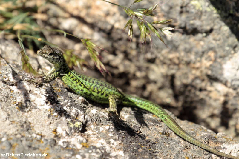 Podarcis tiliguerta tiliguerta