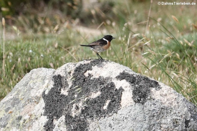 Saxicola rubicola rubicola