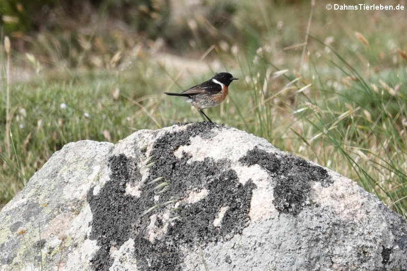 Schwarzkehlchen (Saxicola rubicola rubicola)