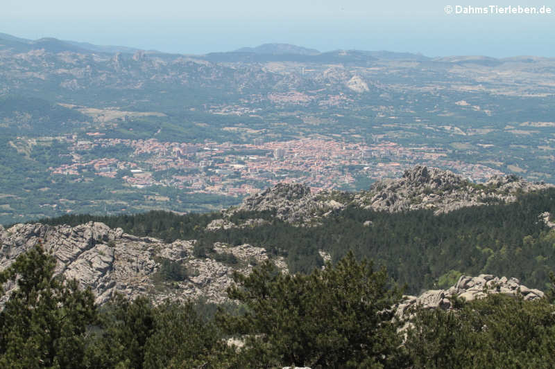 Blick auf Tempio Pausania und Aggius