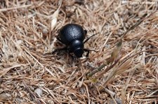 unbekannter Käfer auf dem Monte Limbara, Sardinien
