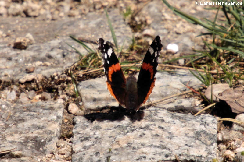 Admiral (Vanessa atalanta atalanta)