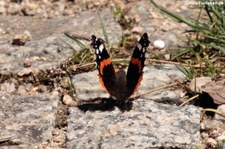 Admiral (Vanessa atalanta atalanta) auf dem Monte Limbara, Sardinien