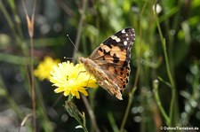 Distelfalter (Vanessa cardui) auf dem Monte Limbara, Sardinien