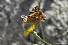 Distelfalter (Vanessa cardui) auf dem Monte Limbara, Sardinien