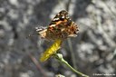 Vanessa cardui