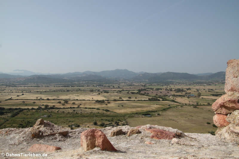 Blick in Richtung Monte Limbara