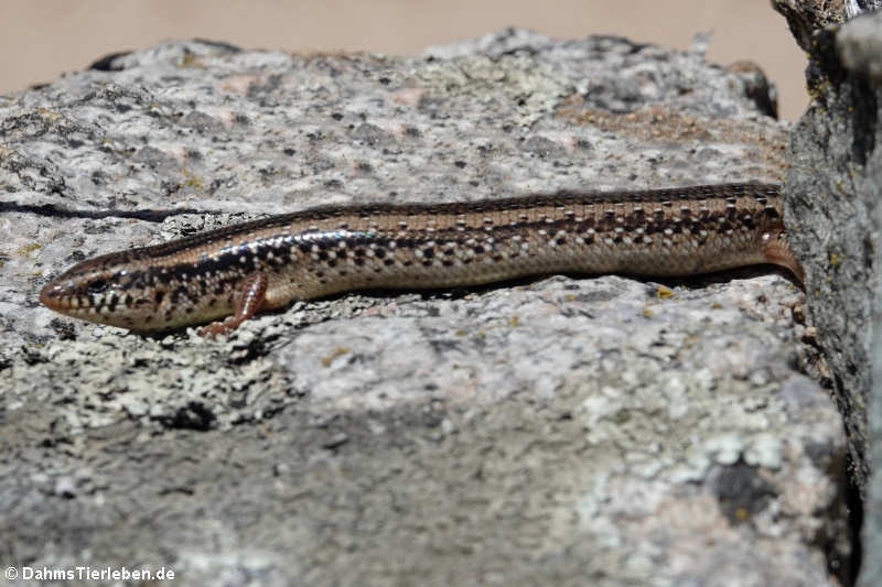 Sardischer Gefleckter Walzenskink Chalcides ocellatus tiligugu-1
