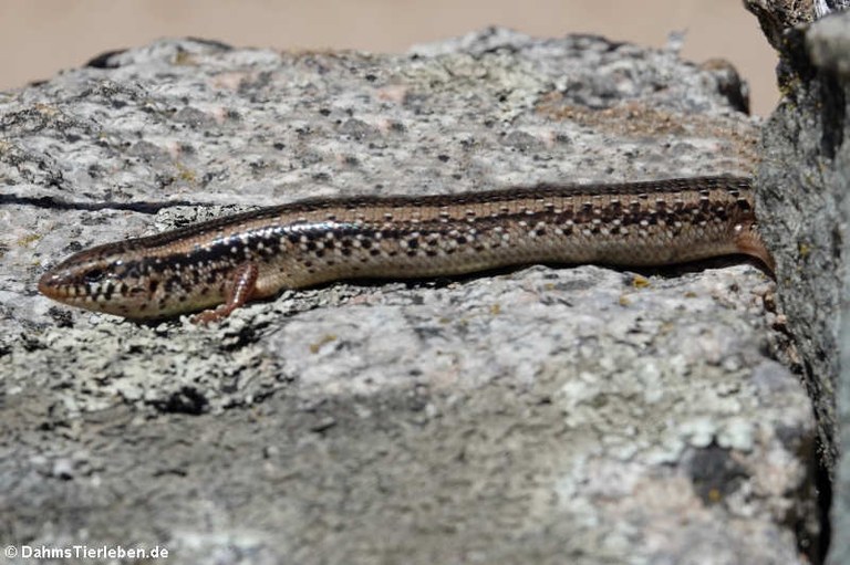 Chalcides ocellatus tiligugu