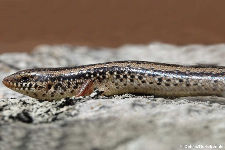 Chalcides ocellatus tiligugu