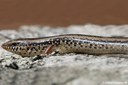 Chalcides ocellatus tiligugu
