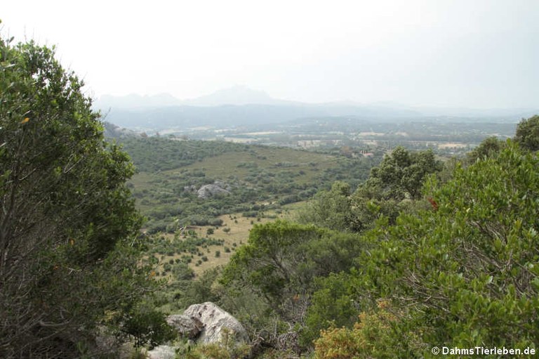 Tempietto Malchittu