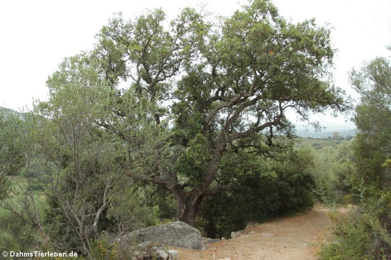 Tempietto Malchittu