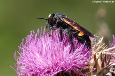 Gelbköpfige Dolchwespe (Megascolia maculata flavifrons) am Tempietto Malchittu