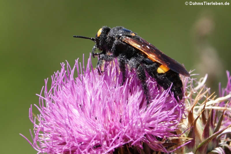 Gelbköpfige Dolchwespe (Megascolia maculata flavifrons)