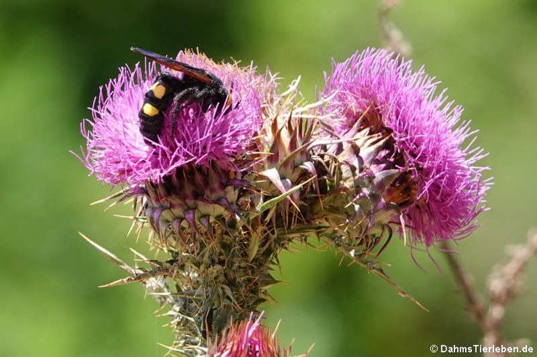 Megascolia maculata flavifrons