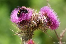 Gelbköpfige Dolchwespe (Megascolia maculata flavifrons) am Tempietto Malchittu