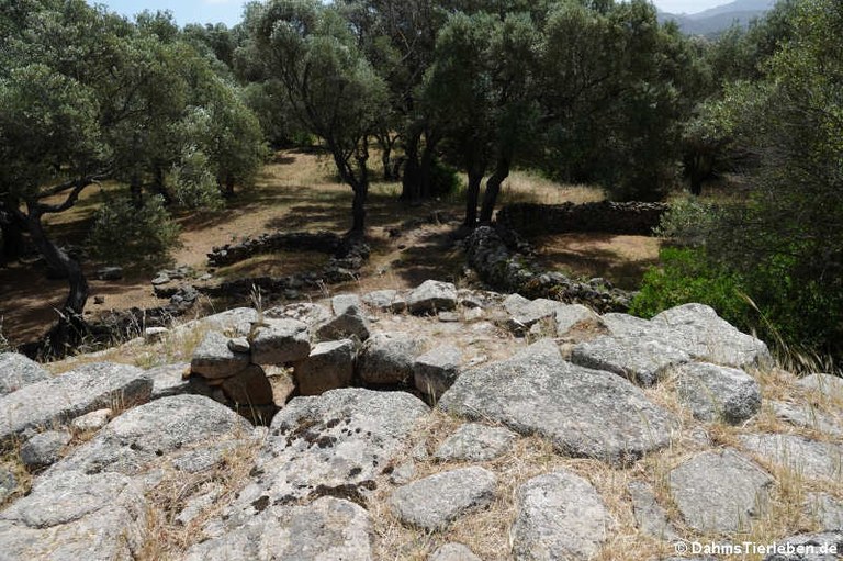 Nuraghe Albucciu