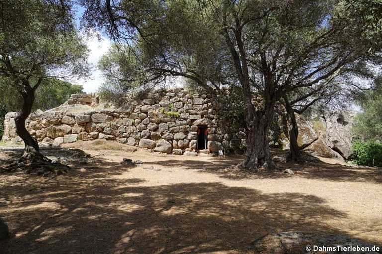 Nuraghe Albucciu