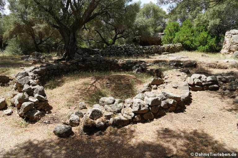 Nuraghe Albucciu