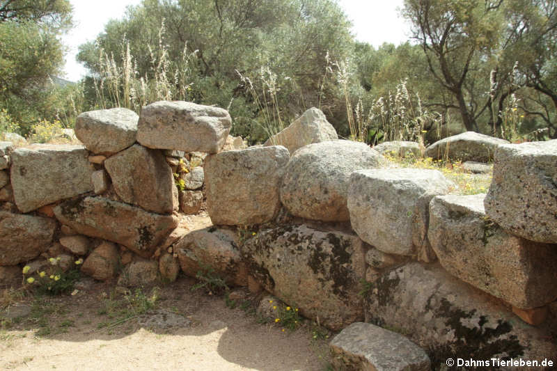 Nuraghe Albucciu