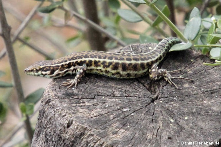 Podarcis tiliguerta tiliguerta