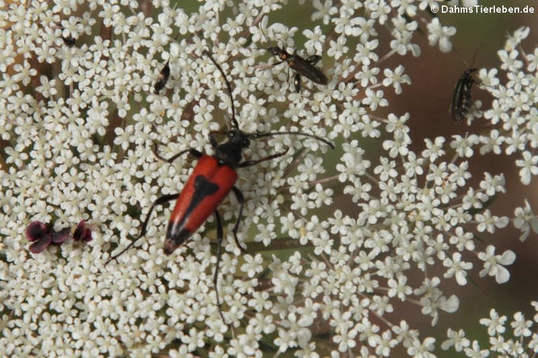 Stictoleptura cordigera