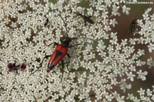 Beherzter Halsbock (Stictoleptura cordigera cordigera) am Tempel Malchittu, Sardinien