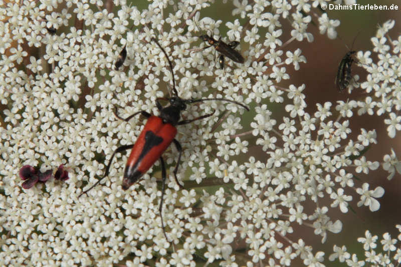 Beherzter Halsbock (Stictoleptura cordigera cordigera)