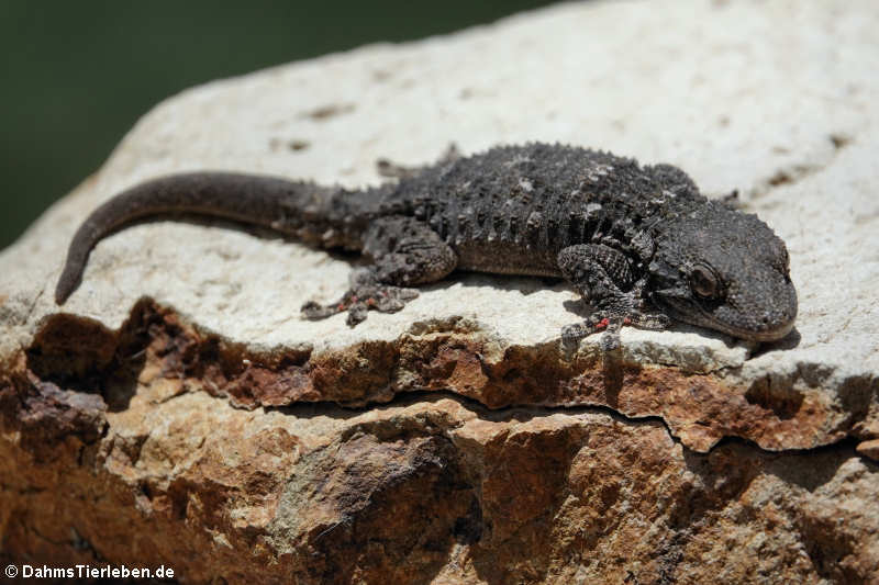 Mauergecko (Tarentola mauritanica mauritanica)