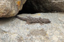Mauergecko (Tarentola mauritanica mauritanica) auf dem Gelände der Nuraghe La Prisgiona bei Arzachena auf Sardinien
