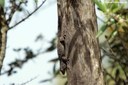 Tarentola mauritanica mauritanica